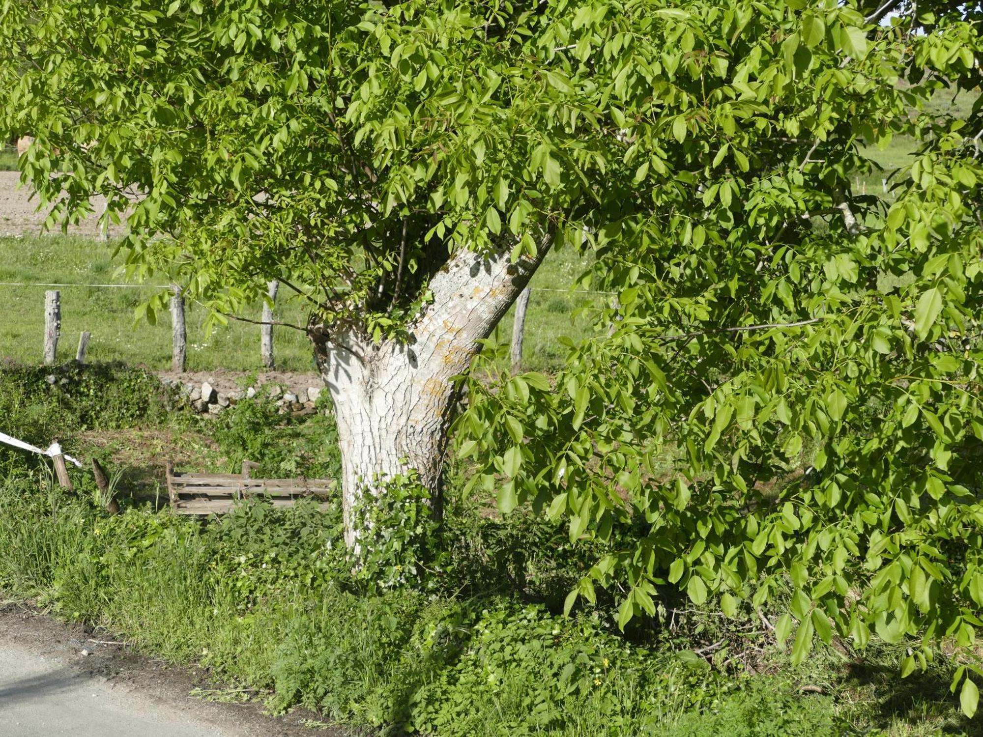 Pension O Corazon Da Ribeira Sacra La Teijeira Eksteriør bilde